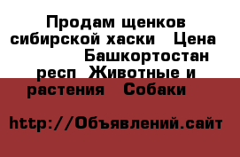 Продам щенков сибирской хаски › Цена ­ 25 000 - Башкортостан респ. Животные и растения » Собаки   